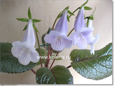  eumorpha (,  1)