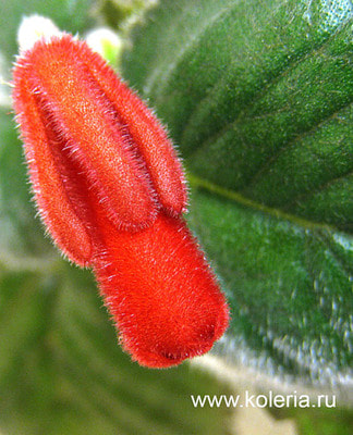  Gabriel's Horn (,  1)