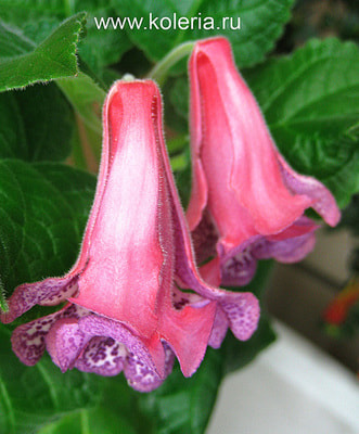  HCY's Silaqui (,  2)