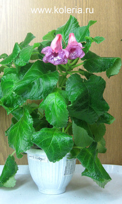  HCY's Silaqui (,  1)