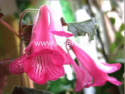  Isa`s Flamboyant (,  3)