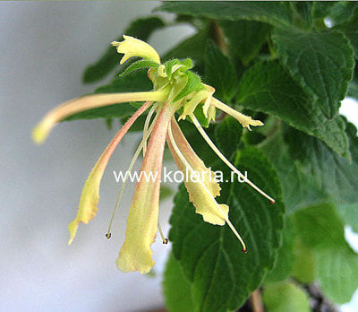  Krezdorn Yellow (,  1)