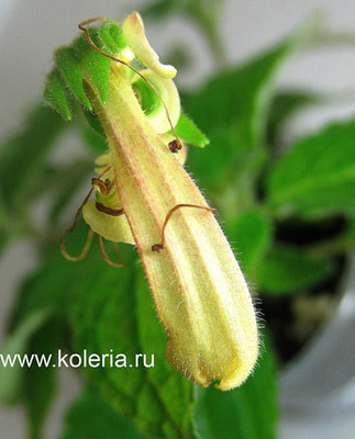  Krezdorn Yellow (,  2)