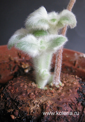  leucotricha (,  1)