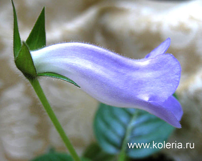  speciosa Lavender Queen (,  1)