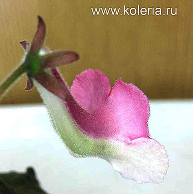  SRG's Honey (,  6)
