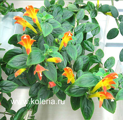  Chanticleer (,  2)