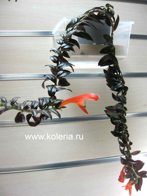  Chocolate Soldier (,  2)