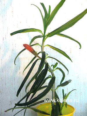  crassifolia Bronda (,  1)