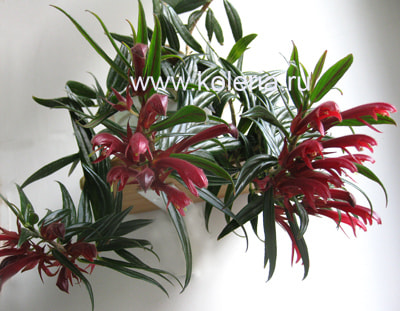  Crimson Spike (,  5)