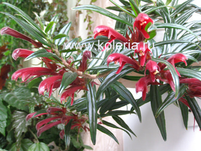  Crimson Spike (,  6)