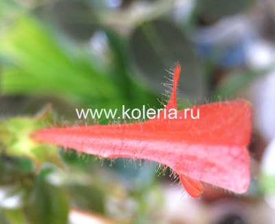  dodsonii (,  6)