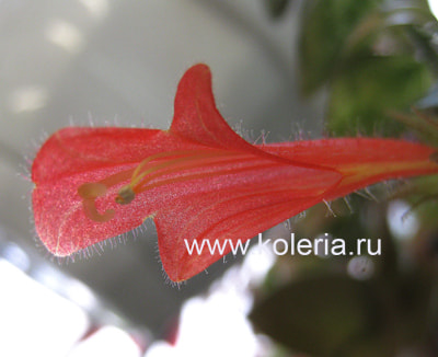  dodsonii (,  7)