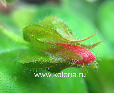 dodsonii (,  3)