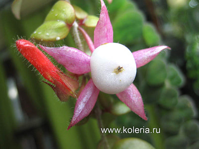  dodsonii (,  1)