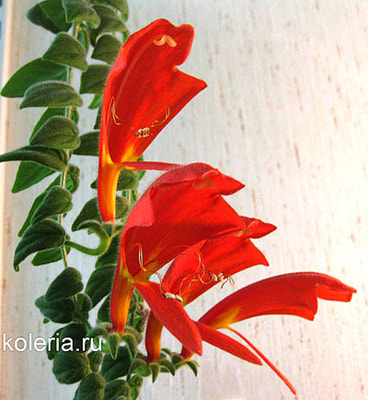  gloriosa (,  1)