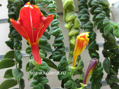  gloriosa (,  2)