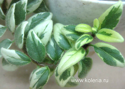  hirta Variegata (,  2)