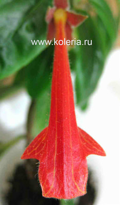  Lemoinei Red (,  2)