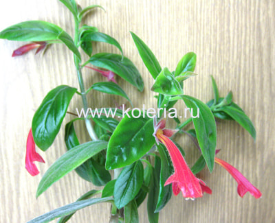  Lemoinei Red (,  1)