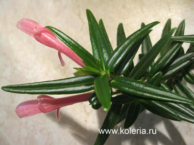  linearis (,  2)