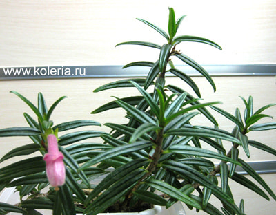  linearis (,  3)