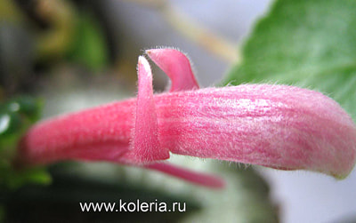  linearis (,  4)