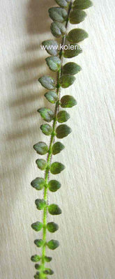  microphylla (,  1)