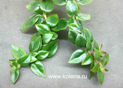  raymondii (,  2)