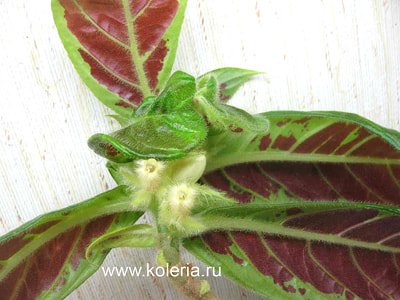  sanguinea (,  2)
