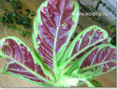  sanguinea (,  1)