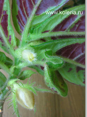  sanguinea (,  3)