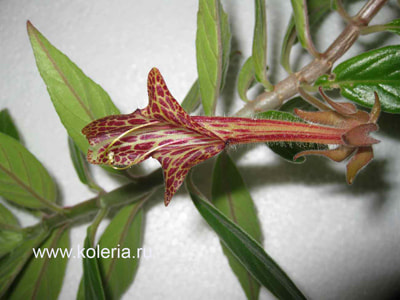  schiedeana (,  2)