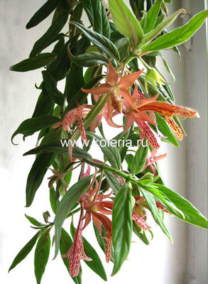  schiedeana (,  3)