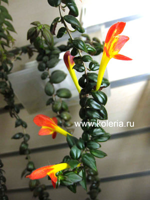  SH-Svetlana (,  2)