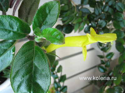  sulfurea (,  3)