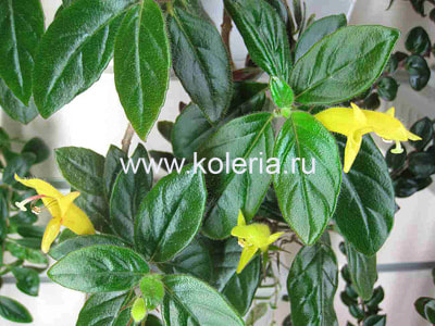  sulfurea (,  2)