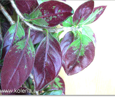  sulfurea (,  1)