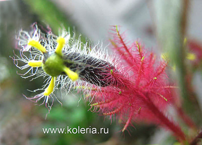  teuscheri (tricantha) (,  5)