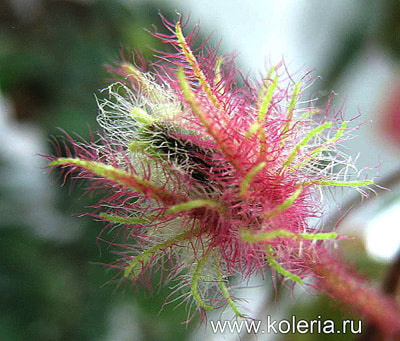  teuscheri (tricantha) (,  4)