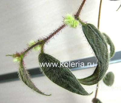  teuscheri (tricantha) (,  2)