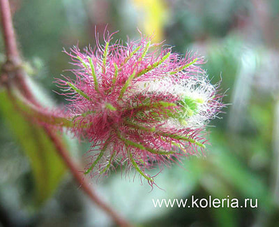  teuscheri (tricantha) (,  1)