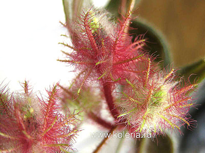  teuscheri (tricantha) (,  3)
