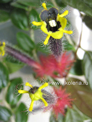  teuscheri (tricantha) (,  9)
