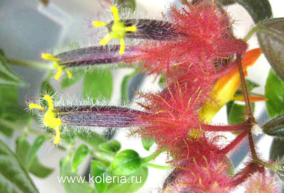  teuscheri (tricantha) (,  8)