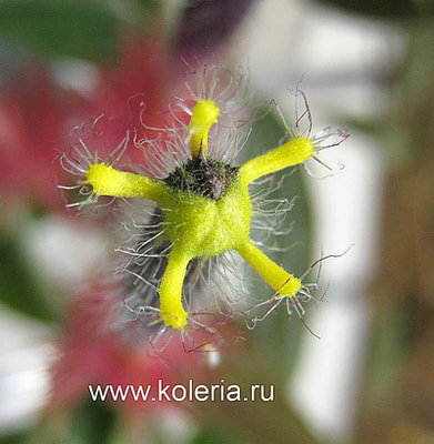  teuscheri (tricantha) (,  6)