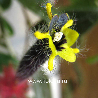  teuscheri (tricantha) (,  7)