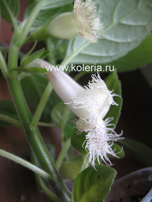  chiapensis (,  1)