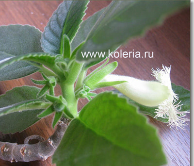  chiapensis (,  2)