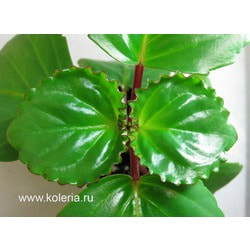  perennis.  2